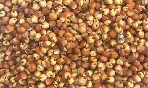 Sorgo