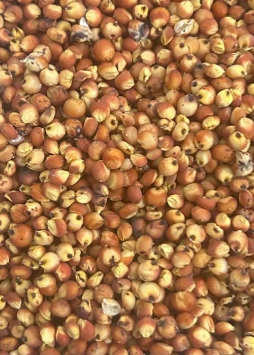 Sorgo