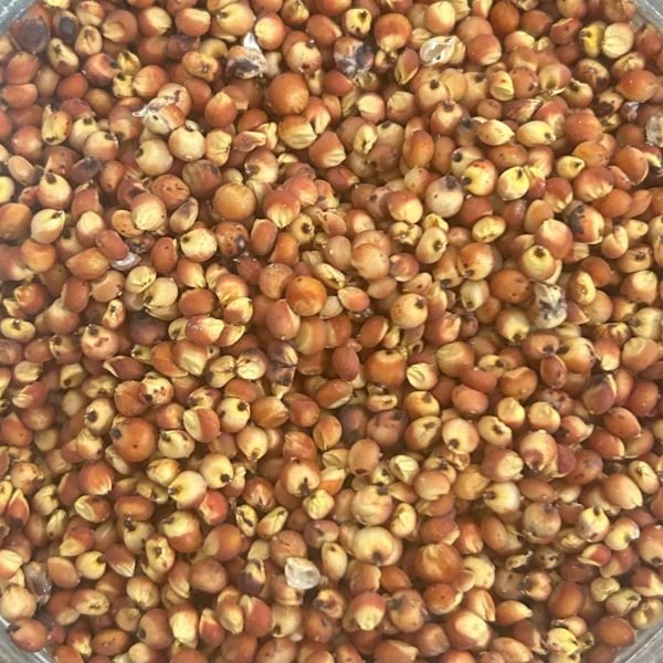 Sorgo