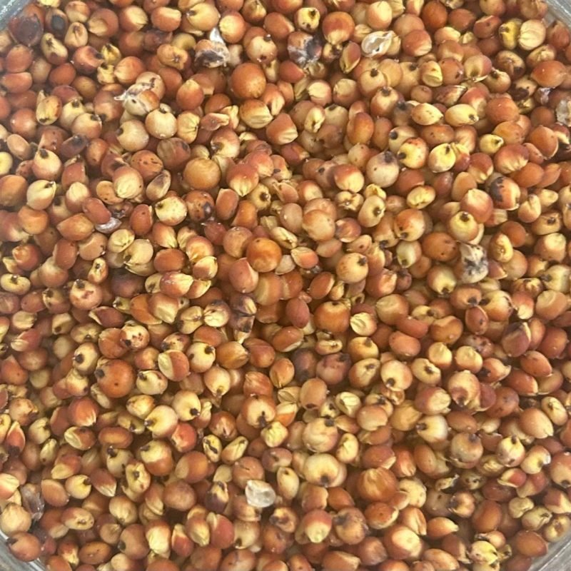 Sorgo
