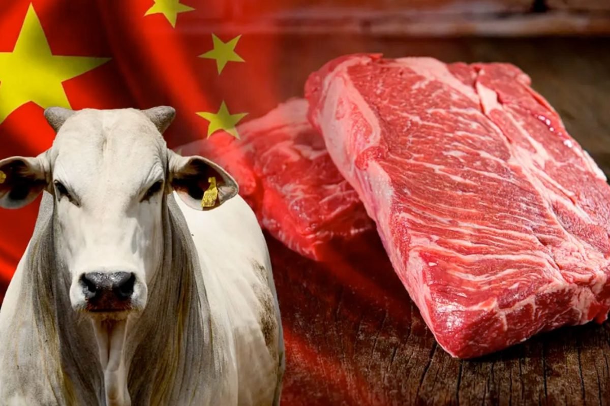 exportacoes-de-carne-para-a-china-touro-nelore