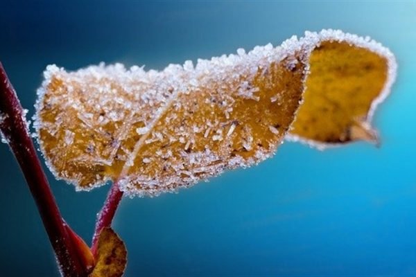 frio